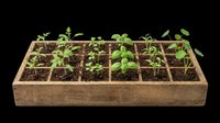 Wooden raised garden bed with organized grid sections containing young seedlings and soil, isolated on transparent background, ready for gardening, agriculture, and design projects.
