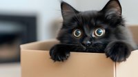 Adorable black long-haired cat with bright blue eyes peeking over edge of cardboard box, paws hanging over side. Playful feline expression captures attention.
