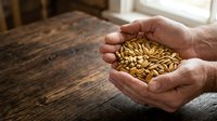 Hands holding golden grain seeds or wheat kernels over wooden table surface with natural window light, representing harvest, agriculture, and farming.
