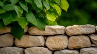 Natural stone wall with rough limestone blocks and fresh green leaves hanging over edge, creating rustic garden boundary in soft sunlight.