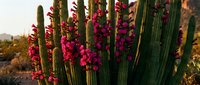 Desert cactus with vibrant pink flowers blooming in golden sunset light. Natural southwestern landscape with organ pipe cacti in warm evening glow.