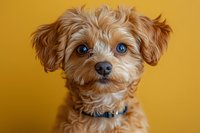 Adorable brown Maltipoo puppy with bright blue eyes and fluffy fur looking directly at camera against vibrant yellow background, wearing blue collar.