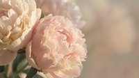 Soft pink peony flowers in gentle morning light creating romantic floral background for wedding invitations and feminine design projects.