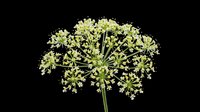 Delicate green dill flower umbel isolated on transparent background, ready for t-shirt design, stickers, clipart, print on demand, and sublimation projects.