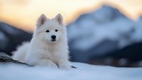 Fluffy white spitz puppy sitting in snow with mountain backdrop during golden hour sunset, winter pet portrait for greeting cards and seasonal campaigns.