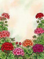Colorful geranium flowers frame with pink red orange blooms and green leaves on soft watercolor background for spring garden design projects.