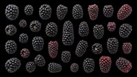 Blackberry and maroon berry isolated on transparent background, ready for clipart, t-shirt design, stickers, print-on-demand products, and sublimation projects.