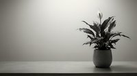 Minimalist houseplant in ceramic pot on wooden surface against neutral wall creating serene monochrome interior design atmosphere for home decor.