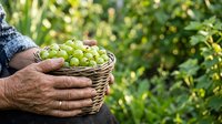 Farmer holding wicker basket filled with fresh green grapes during harvest in vineyard. Agricultural produce collection for food and wine production.