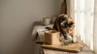 Curious calico cat sniffing fresh herbs on a rustic wooden surface near a sunlit window in a cozy home interior.