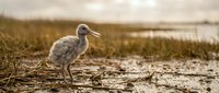 Young shorebird chick standing on muddy wetland ground with soft natural lighting and blurred coastal background for wildlife photography projects.