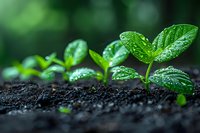 Young green seedlings with water droplets growing in rich dark soil against blurred natural background, representing new life and growth.