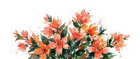 Watercolor orange flowers with green leaves and splashing paint effects on white isolated background, suitable for floral design, greeting cards, and decorative artwork.