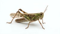 Isolated grasshopper with brown and green coloring on white background, suitable for educational materials, wildlife design projects, and nature-themed graphics.