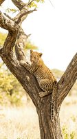 Leopard resting in acacia tree branches during golden hour safari wildlife photography with spotted coat pattern and natural savanna habitat background.