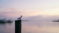 Seagull perched on wooden post at peaceful harbor during pink sunrise with fishing boats and calm water creating serene coastal morning atmosphere.