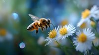 Honey bee hovering near white daisy flowers in garden, macro photography with soft bokeh background and natural sunlight, showing pollination process.