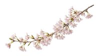Cherry blossom branch with delicate pink flowers isolated on white background for spring design projects and seasonal decorations.