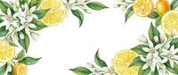 Lemon slices and white blossoms with green leaves arranged on white background, suitable for spring designs, food packaging, and botanical illustrations.