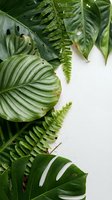 Lush tropical leaves and ferns create natural border frame on white background for botanical design projects and organic wellness branding materials.