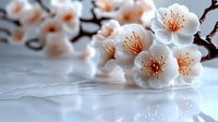 Delicate white plum or cherry blossoms with orange stamens on branch reflected on glossy surface, soft focus macro photography in light pastel tones.