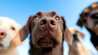 Close up of brown dog nose and snout with blurred dogs in background against blue sky, creating playful and engaging pet photography composition.