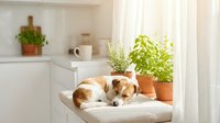 Adorable Jack Russell Terrier puppy sleeping peacefully on white kitchen chair beside fresh herb garden pots in bright modern home interior.