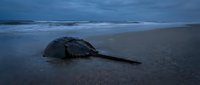 Large leatherback sea turtle on sandy beach at dusk with ocean waves in background. Marine wildlife conservation and endangered species protection concept.