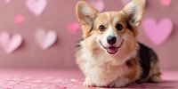 Happy Welsh Corgi dog lying on pink background with heart pattern, perfect for Valentine's Day or pet love themes.