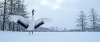 Elegant red-crowned crane with outstretched wings standing gracefully in pristine winter snow landscape surrounded by bare trees under overcast sky.