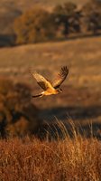Hawk in flight over golden grassland during sunset, wings spread wide hunting over dry field with blurred trees in background.