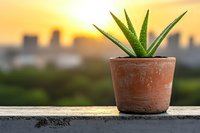 Aloe vera plant in rustic terracotta pot on urban rooftop balcony against blurred city skyline silhouette during golden sunset hour. Natural wellness concept.