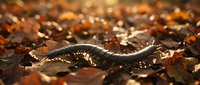 Snake slithering through autumn leaves with warm sunlight creating golden bokeh effect in natural forest habitat during fall season.