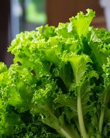 Fresh green curly kale leaves close up with detailed texture and natural light, showing crisp ruffled edges and vibrant color for healthy eating and nutrition content.