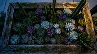 Colorful succulent plants arranged in rustic wooden planter box creating natural garden display for home decor and landscaping projects.