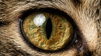 Extreme macro closeup of a cat eye with vivid green and golden iris, vertical slit pupil, and detailed fur texture surrounding it.