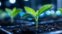 Young green seedling growing in fertile soil against blurred blue bokeh background, symbolizing growth, new beginnings, and environmental sustainability.