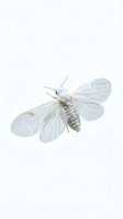 White butterfly with delicate wings and segmented body displayed against neutral background, suitable for nature, wildlife, and educational materials.