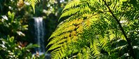 Lush green fern fronds with sunlight filtering through leaves, waterfall visible in blurred background, tropical forest foliage for nature and botanical designs.