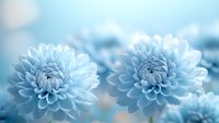 Delicate light blue chrysanthemum flowers in soft focus with bokeh effect background create dreamy romantic atmosphere for wedding and celebration designs.