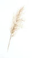 Dried pampas grass stem in beige tones isolated on white background for modern home decor and botanical design projects.