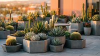 Succulent garden display in modern concrete planters on patio terrace during golden hour sunset creating warm atmospheric lighting for outdoor living space design.