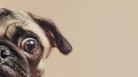 Close-up portrait of a pug dog with expressive brown eyes and distinctive facial wrinkles against a neutral beige background.