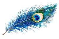 Vibrant peacock feather with iridescent blue and green colors and distinctive eye pattern isolated on white background for decorative design projects.