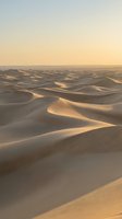 Golden sand dunes stretch endlessly across desert landscape during warm sunset light creating dramatic shadows and curves in arid wilderness environment.