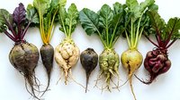 Fresh organic root vegetables with leafy greens arranged in row on white background. Turnips, beets, radishes with soil and roots intact for farm market display.