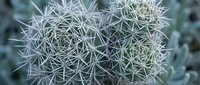 Frost-covered spiky succulent plant with crystalline ice formations creating delicate geometric patterns, suitable for winter nature and botanical backgrounds.