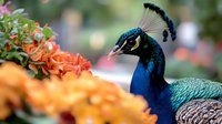 Close-up of vibrant peacock with iridescent blue and green plumage near orange flowers, ideal for nature and wildlife design projects.