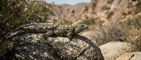 Camouflaged lizard resting on textured rock in arid desert landscape with sparse vegetation and rocky terrain.