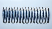 Fresh sardines arranged in perfect row on white background showing silver scales and natural fish pattern for culinary and seafood market concepts.